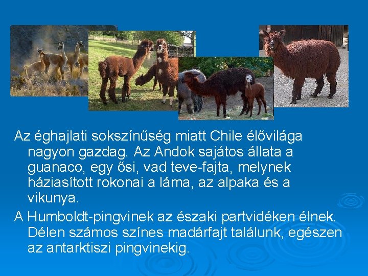 Az éghajlati sokszínűség miatt Chile élővilága nagyon gazdag. Az Andok sajátos állata a guanaco,