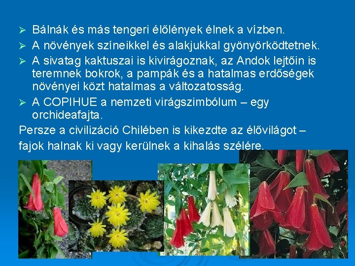 Bálnák és más tengeri élőlények élnek a vízben. Ø A növények színeikkel és alakjukkal