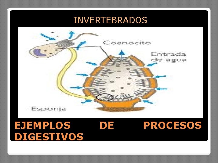 INVERTEBRADOS EJEMPLOS DIGESTIVOS DE PROCESOS 