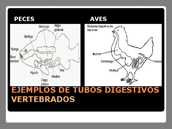 PECES AVES EJEMPLOS DE TUBOS DIGESTIVOS VERTEBRADOS 