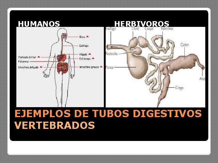 HUMANOS HERBIVOROS EJEMPLOS DE TUBOS DIGESTIVOS VERTEBRADOS 