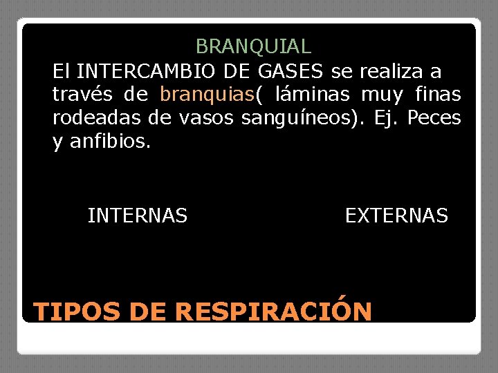 BRANQUIAL El INTERCAMBIO DE GASES se realiza a través de branquias( láminas muy finas