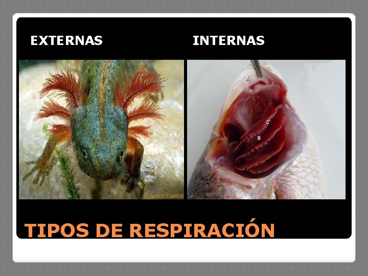 EXTERNAS INTERNAS TIPOS DE RESPIRACIÓN 