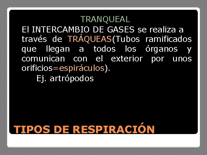 TRANQUEAL El INTERCAMBIO DE GASES se realiza a través de TRÁQUEAS(Tubos ramificados que llegan