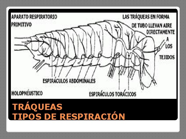 TRÁQUEAS TIPOS DE RESPIRACIÓN 