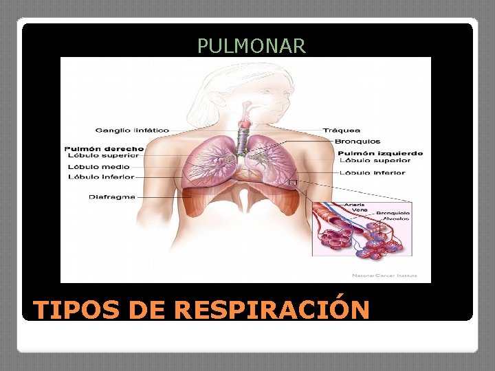 PULMONAR TIPOS DE RESPIRACIÓN 