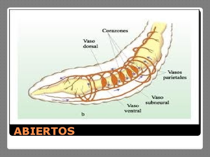 ABIERTOS 