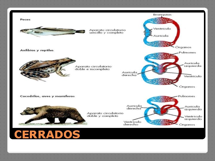 CERRADOS 