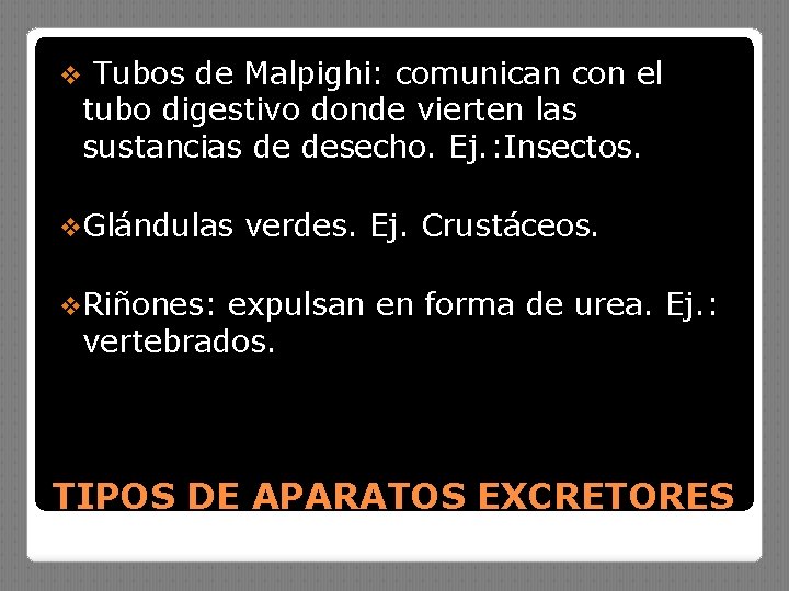 v Tubos de Malpighi: comunican con el tubo digestivo donde vierten las sustancias de