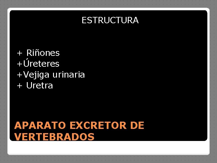 ESTRUCTURA + Riñones +Úreteres +Vejiga urinaria + Uretra APARATO EXCRETOR DE VERTEBRADOS 