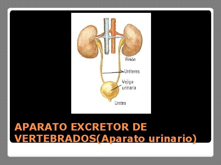 APARATO EXCRETOR DE VERTEBRADOS(Aparato urinario) 