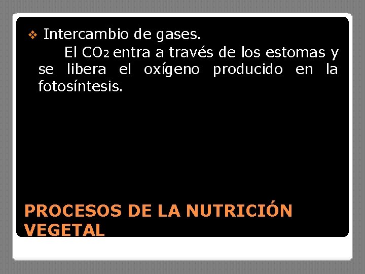 v Intercambio de gases. El CO 2 entra a través de los estomas y