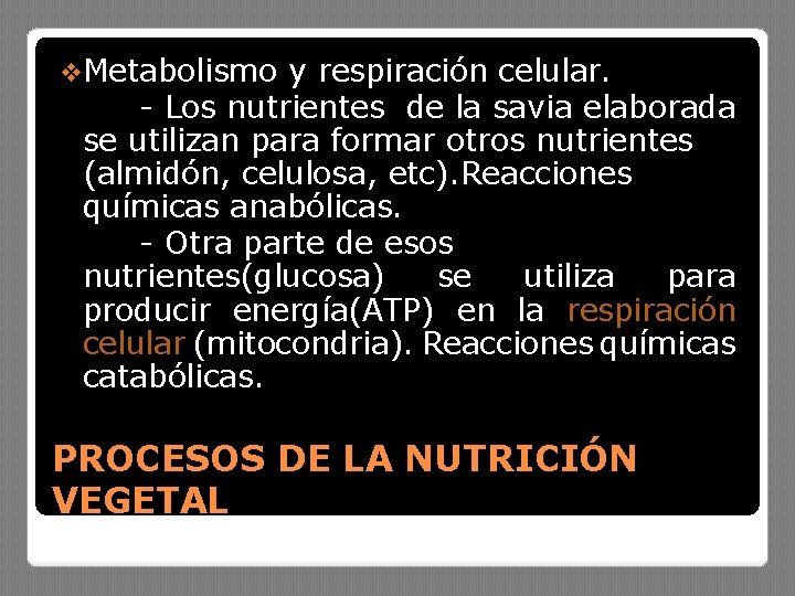 v. Metabolismo y respiración celular. - Los nutrientes de la savia elaborada se utilizan