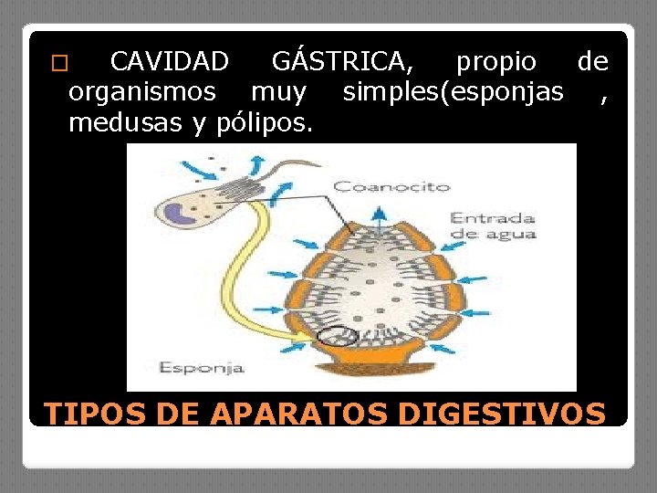 CAVIDAD GÁSTRICA, propio de organismos muy simples(esponjas , medusas y pólipos. � TIPOS DE