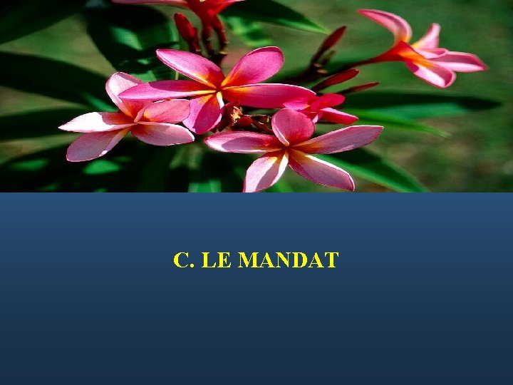  C. LE MANDAT 