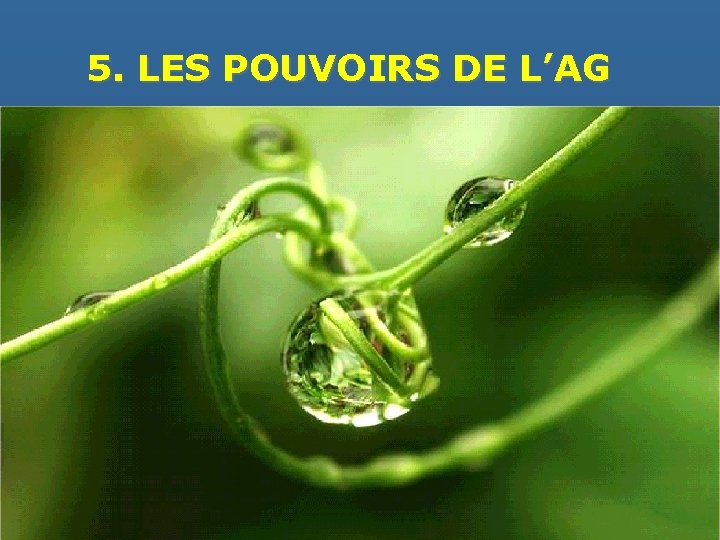 5. LES POUVOIRS DE L’AG 