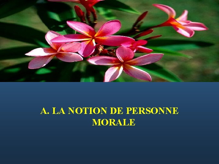  A. LA NOTION DE PERSONNE MORALE 