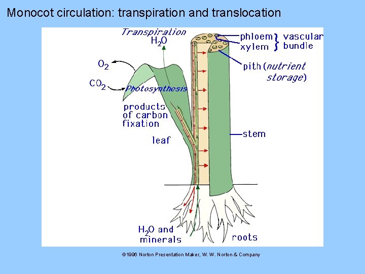 Monocot circulation: transpiration and translocation © 1996 Norton Presentation Maker, W. W. Norton &