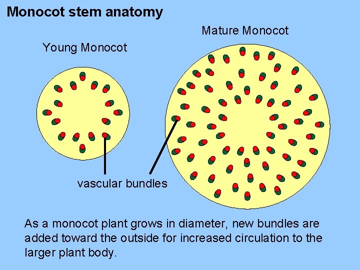 Monocot stem anatomy Mature Monocot Young Monocot vascular bundles As a monocot plant grows