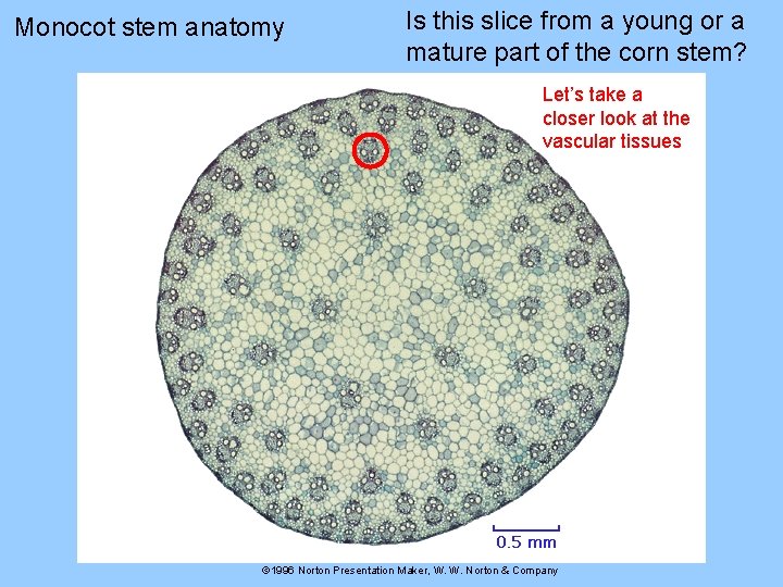 Monocot stem anatomy Is this slice from a young or a mature part of