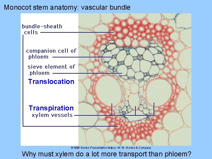 Monocot stem anatomy: vascular bundle Translocation Transpiration © 1996 Norton Presentation Maker, W. W.