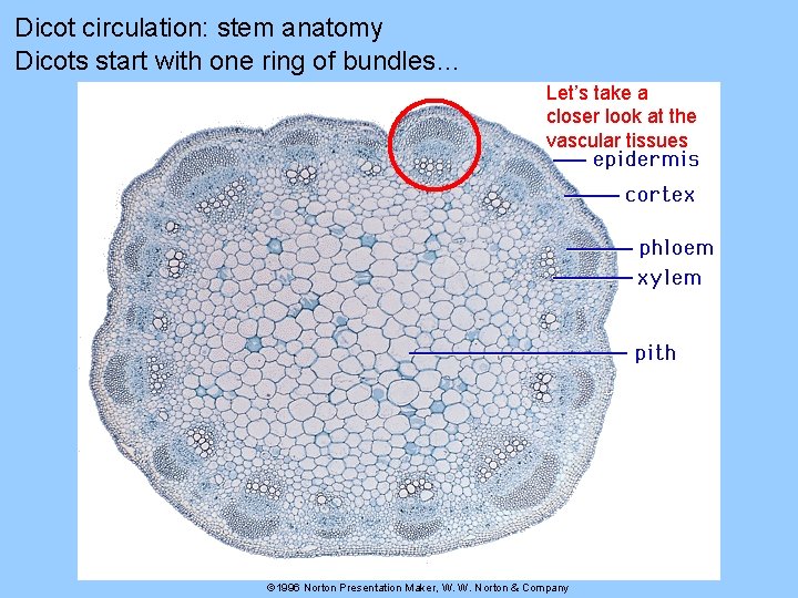 Dicot circulation: stem anatomy Dicots start with one ring of bundles… Let’s take a