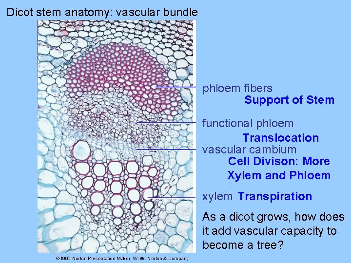 Dicot stem anatomy: vascular bundle phloem fibers Support of Stem functional phloem Translocation vascular