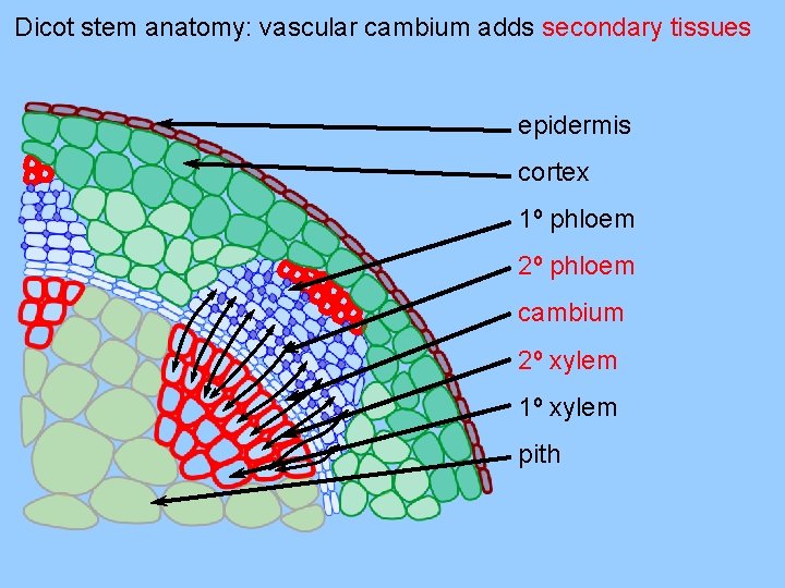 Dicot stem anatomy: vascular cambium adds secondary tissues epidermis cortex 1º phloem 2º phloem