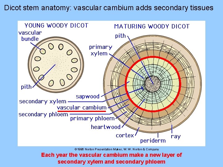 Dicot stem anatomy: vascular cambium adds secondary tissues © 1996 Norton Presentation Maker, W.