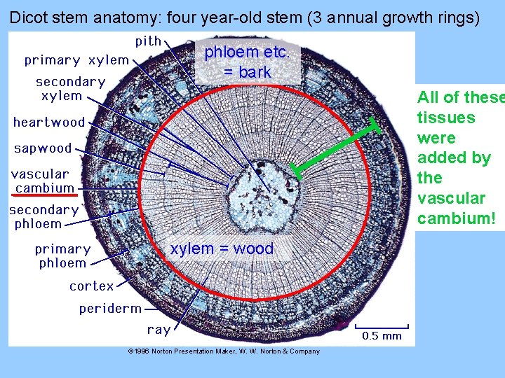 Dicot stem anatomy: four year-old stem (3 annual growth rings) phloem etc. = bark Dicot stem anatomy: four year-old stem (3 annual growth rings) phloem etc. = bark