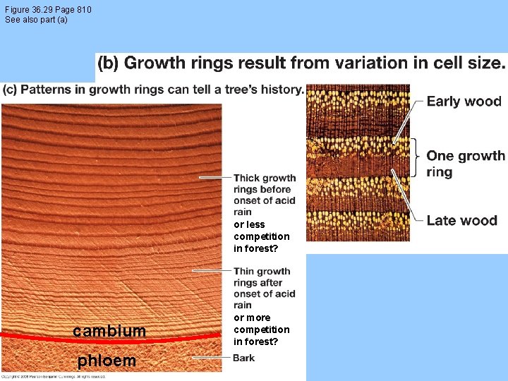 Figure 36. 29 Page 810 See also part (a) or less competition in forest?