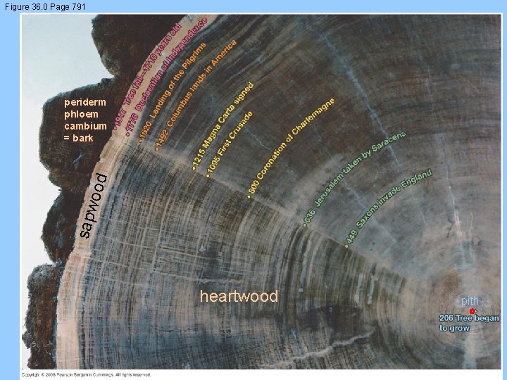 Figure 36. 0 Page 791 sapw ood periderm phloem cambium = bark heartwood pith