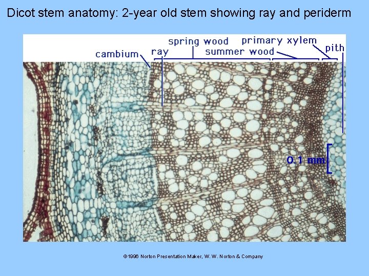 Dicot stem anatomy: 2 -year old stem showing ray and periderm © 1996 Norton