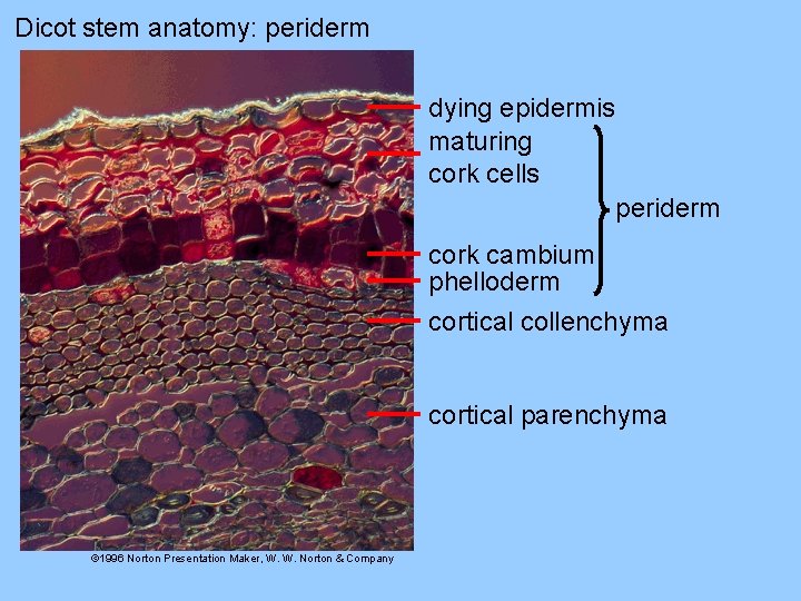 Dicot stem anatomy: periderm dying epidermis maturing cork cells periderm cork cambium phelloderm cortical