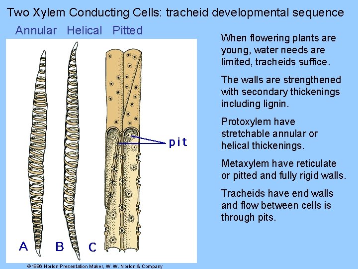 Two Xylem Conducting Cells: tracheid developmental sequence Annular Helical Pitted When flowering plants are