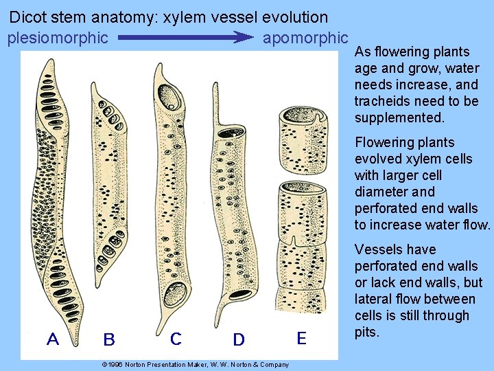 Dicot stem anatomy: xylem vessel evolution plesiomorphic apomorphic As flowering plants age and grow,