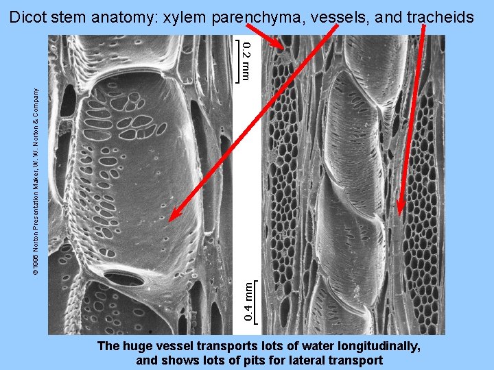 © 1996 Norton Presentation Maker, W. W. Norton & Company Dicot stem anatomy: xylem