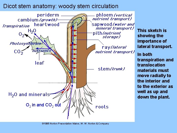 Dicot stem anatomy: woody stem circulation This sketch is showing the importance of lateral