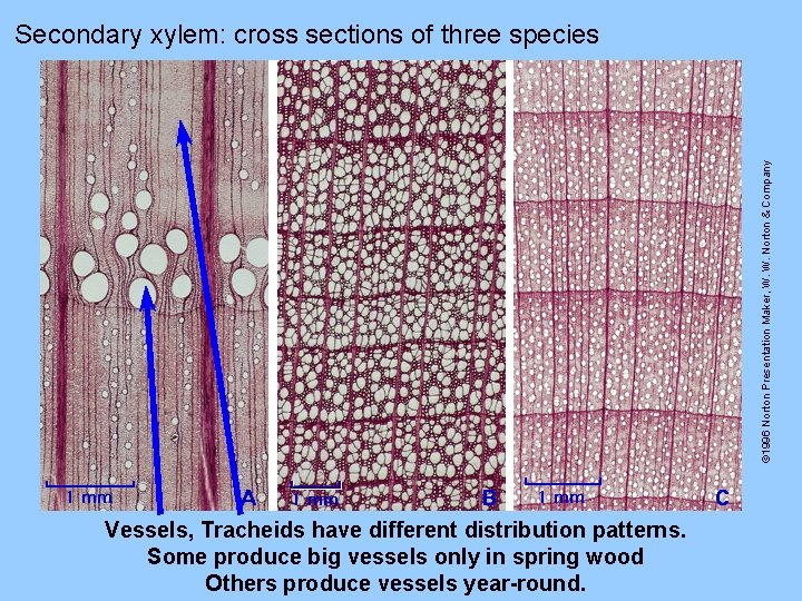 © 1996 Norton Presentation Maker, W. W. Norton & Company Secondary xylem: cross sections