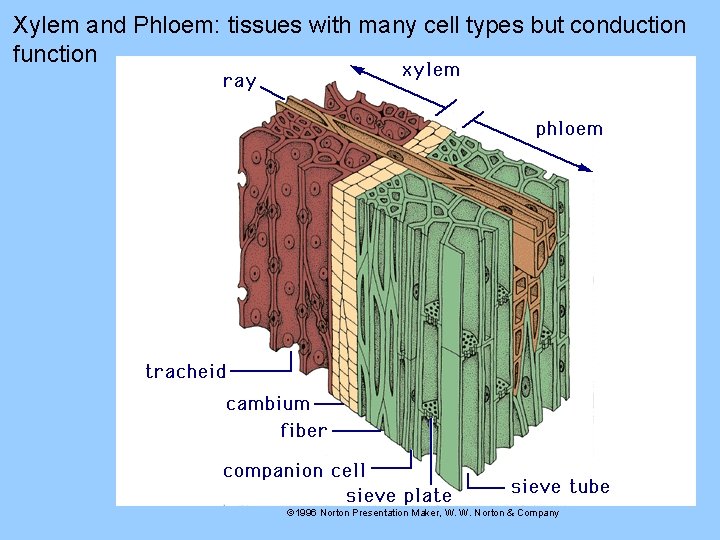 Xylem and Phloem: tissues with many cell types but conduction function © 1996 Norton