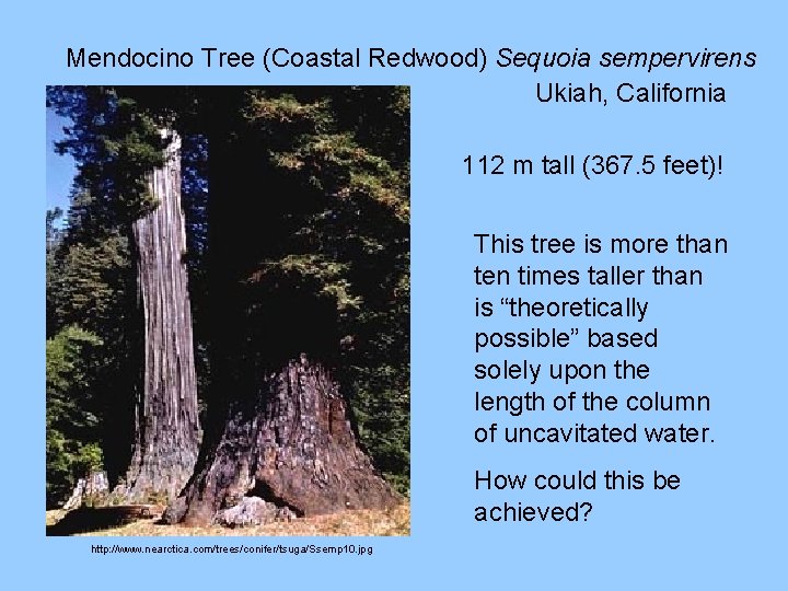 Mendocino Tree (Coastal Redwood) Sequoia sempervirens Ukiah, California 112 m tall (367. 5 feet)!