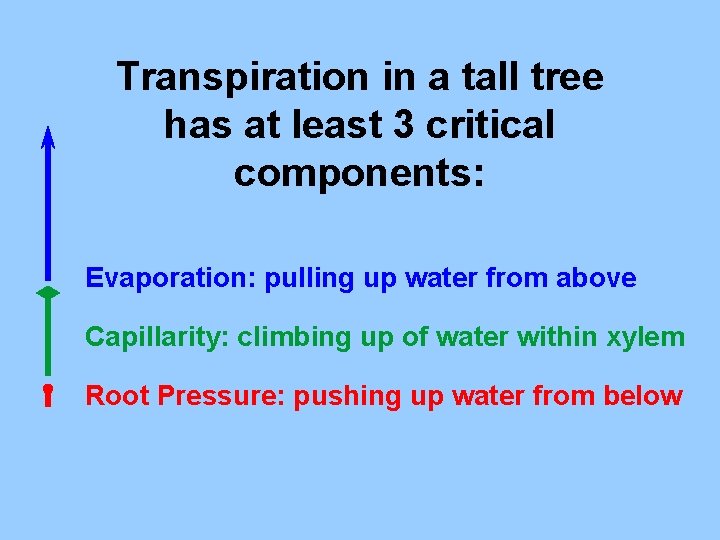 Transpiration in a tall tree has at least 3 critical components: Evaporation: pulling up