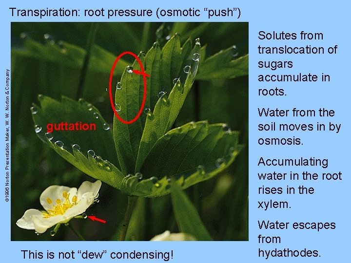 © 1996 Norton Presentation Maker, W. W. Norton & Company Transpiration: root pressure (osmotic