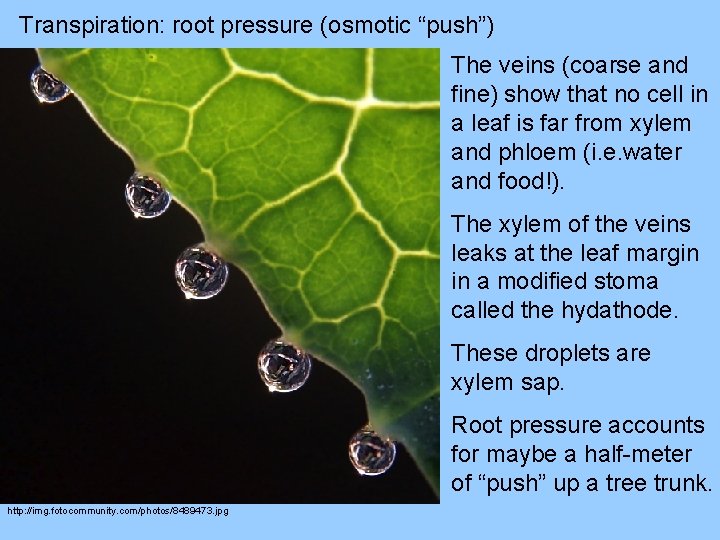 Transpiration: root pressure (osmotic “push”) The veins (coarse and fine) show that no cell