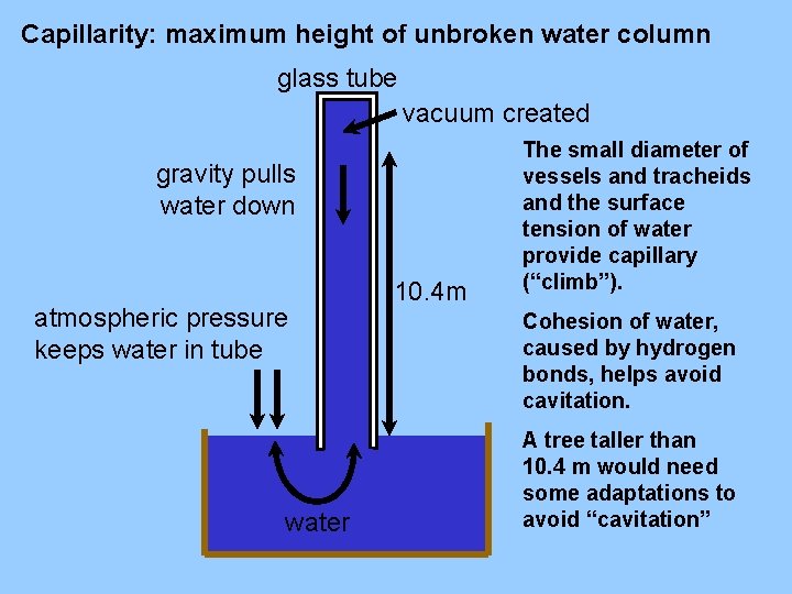 Capillarity: maximum height of unbroken water column glass tube vacuum created gravity pulls water
