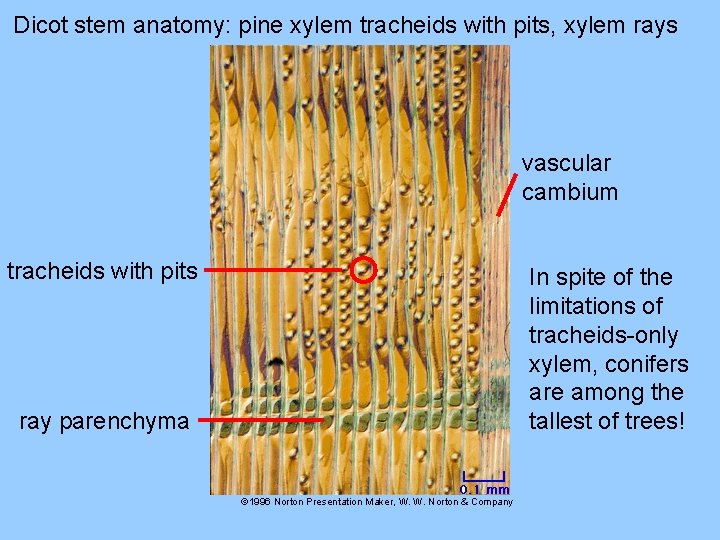 Dicot stem anatomy: pine xylem tracheids with pits, xylem rays vascular cambium tracheids with