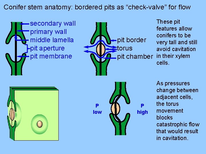 Conifer stem anatomy: bordered pits as “check-valve” for flow secondary wall primary wall middle