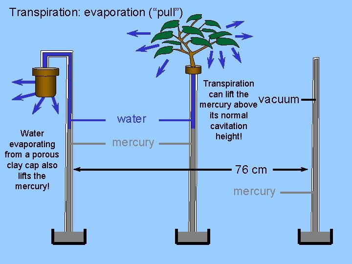 Transpiration: evaporation (“pull”) water Water evaporating from a porous clay cap also lifts the