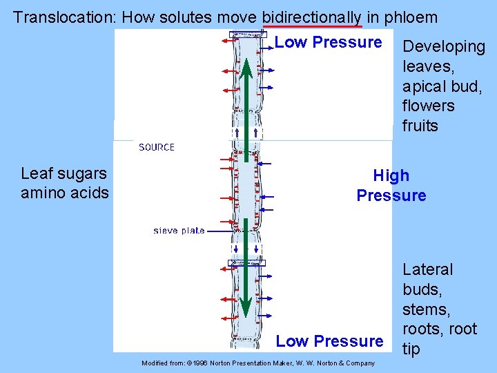 Translocation: How solutes move bidirectionally in phloem Low Pressure Developing leaves, apical bud, flowers