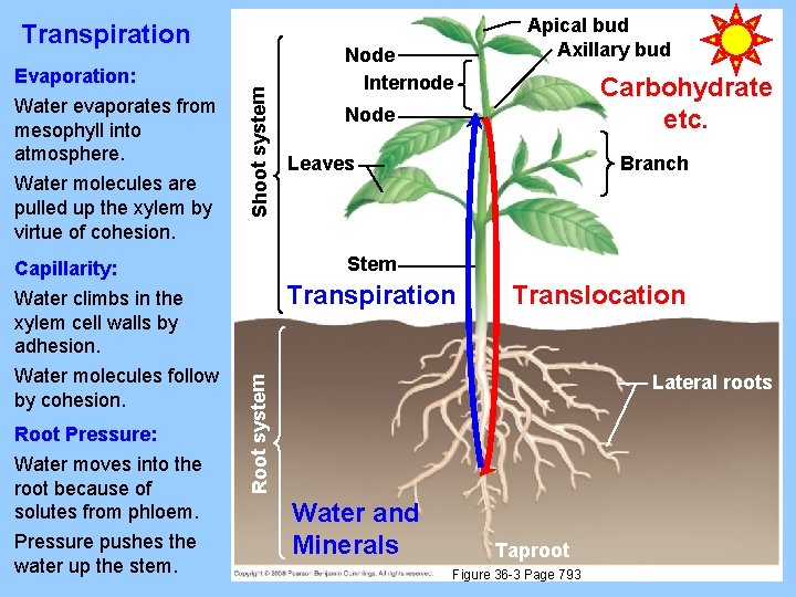 Evaporation: Water evaporates from mesophyll into atmosphere. Water molecules are pulled up the xylem